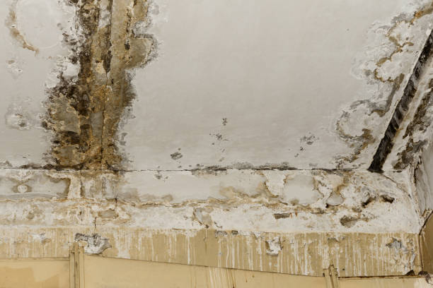 Mold Odor Removal Services in Channahon, IL