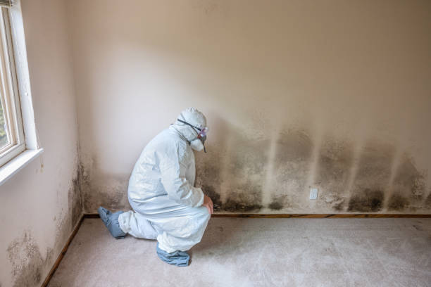 Forensic Mold Investigation in Channahon, IL